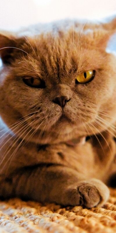 Açken neden daha sinirli oluruz?