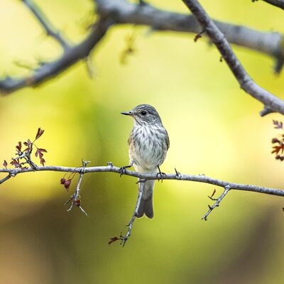 Göçmen kuşların durağı: Karacabey Longozu