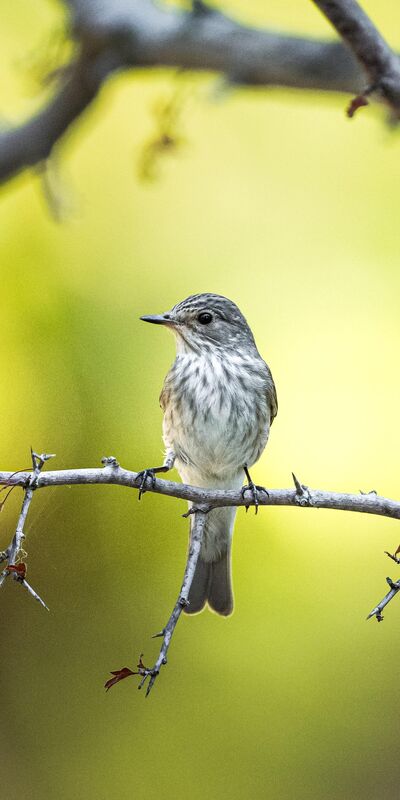 Göçmen kuşların durağı: Karacabey Longozu
