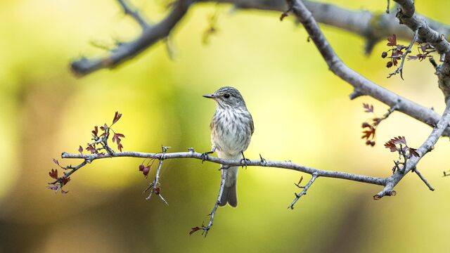 Göçmen kuşların durağı: Karacabey Longozu