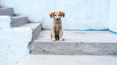 Sokak köpekleri hakkında yeni genelge