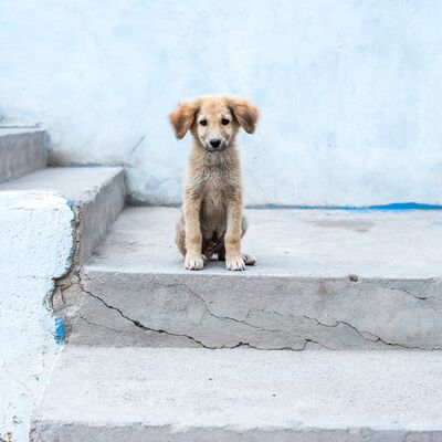 Sokak köpekleri hakkında yeni genelge