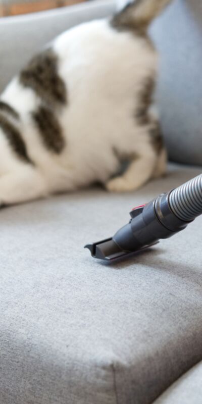 Evcil hayvanlar için tehlikeli 5 temizlik maddesi