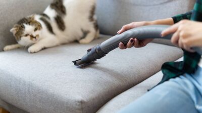 Evcil hayvanlar için tehlikeli 5 temizlik maddesi