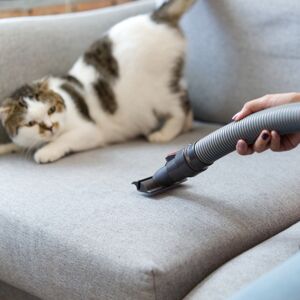 Evcil hayvanlar için tehlikeli 5 temizlik maddesi