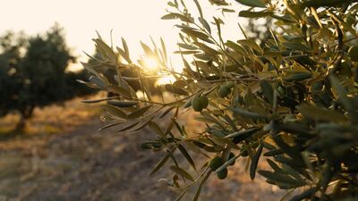 Zeytin ağacından öğreneceğimiz çok şey var...