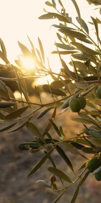 Zeytin ağacından öğreneceğimiz çok şey var...