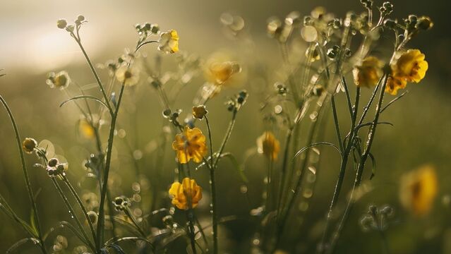 Pasif bekleyişten kurtulmak