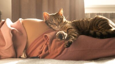 Kediler hamileliği hisseder mi?