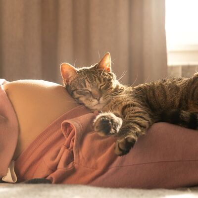 Kediler hamileliği hisseder mi?