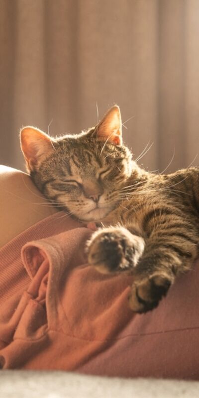 Kediler hamileliği hisseder mi?