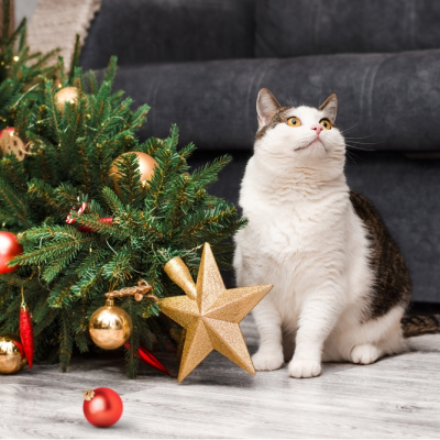 Yılbaşı ağacını kedinizden nasıl korursunuz?