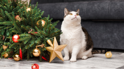 Yılbaşı ağacını kedinizden nasıl korursunuz?