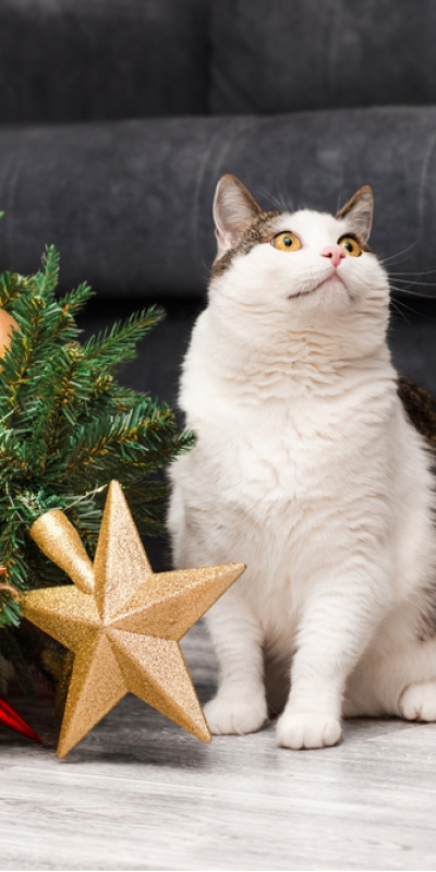 Yılbaşı ağacını kedinizden nasıl korursunuz?