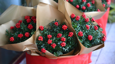  Yılbaşının simgelerinden: Kokina çiçeği