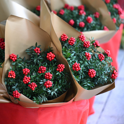 Yılbaşının simgelerinden: Kokina çiçeği