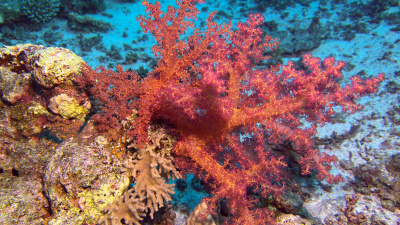 Kızıldeniz'in derinliklerinden kareler