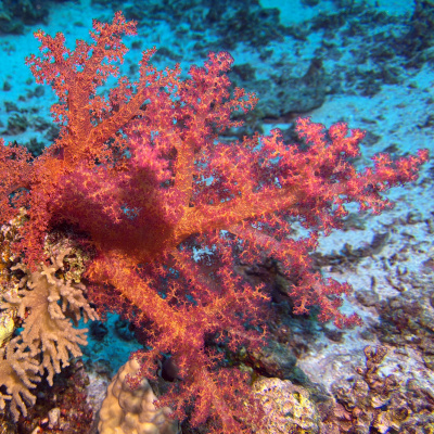 Kızıldeniz'in derinliklerinden kareler