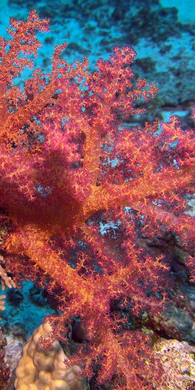 Kızıldeniz'in derinliklerinden kareler