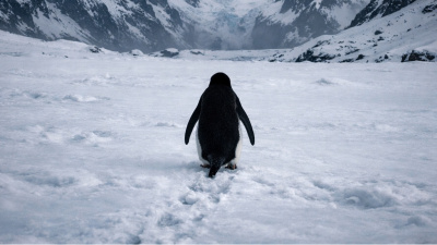 Penguenin hikayesi modern insan sancısına nasıl dönüştü?