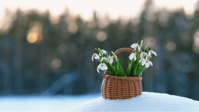 Karların altından doğan umut: Kardelen çiçeği