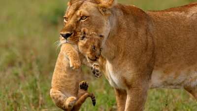 Yeni “FAFO” trendi şefkatli ebeveynliğin sonu mu?