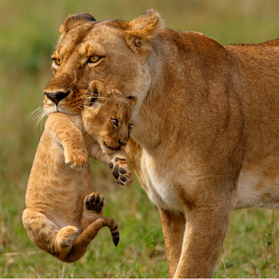 Yeni “FAFO” trendi şefkatli ebeveynliğin sonu mu?
