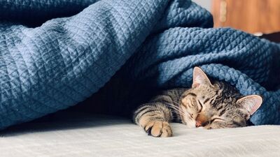  Mükemmel uyku takıntısı sizi daha da yoruyor