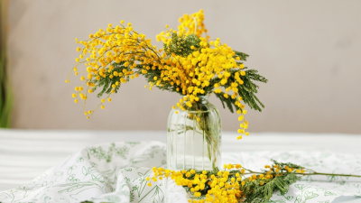 Baharın habercisi: Mimoza