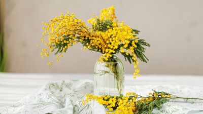 Baharın habercisi: Mimoza 