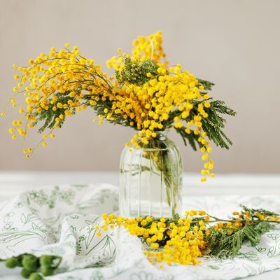 Baharın habercisi: Mimoza