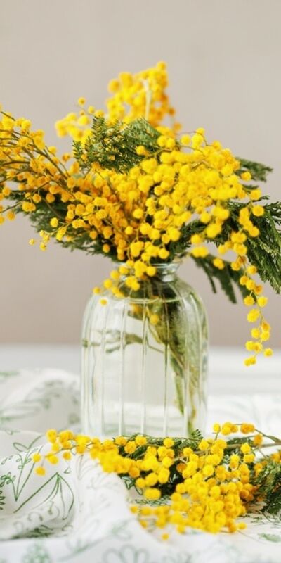 Baharın habercisi: Mimoza