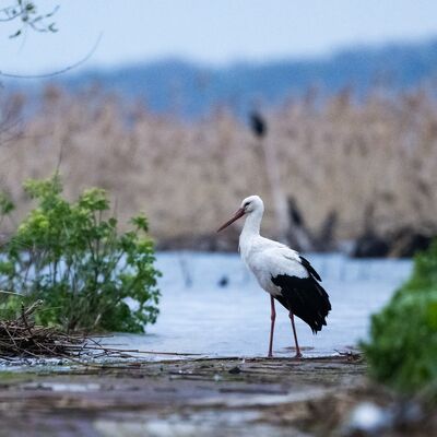 Yaren Leylek'in ziyareti 15. yılında