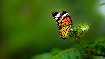 Dengenin adı mutluluk