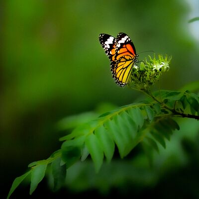 Dengenin adı mutluluk