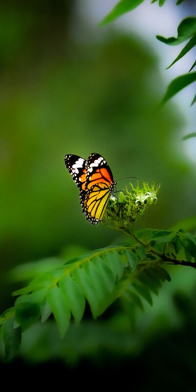 Dengenin adı mutluluk