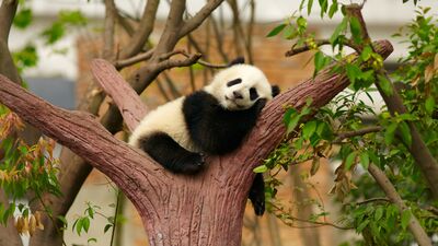 Pandalardan öğrenebileceğimiz çok şey var!