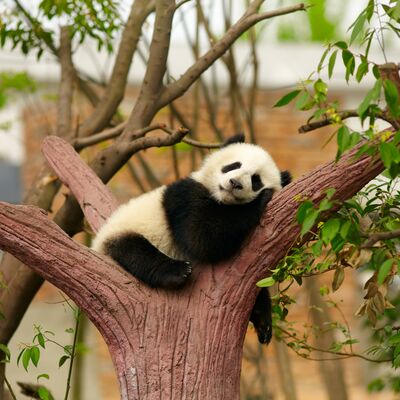 Pandalardan öğrenebileceğimiz çok şey var!