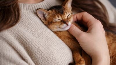 Göğsünüzde uyuyan kediniz aslında size ne anlatıyor?