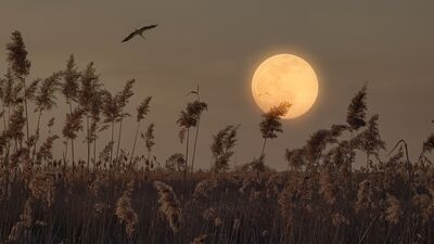 2 Nisan Terazi burcunda Dolunay