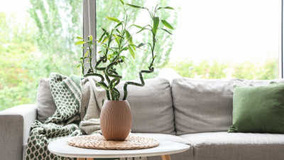 Eve pozitif enerji verecek 10 Vastu bitkisi