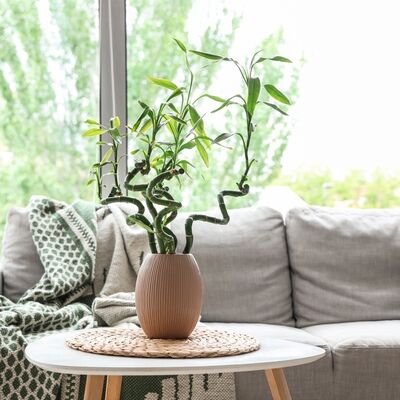 Eve pozitif enerji verecek 10 Vastu bitkisi