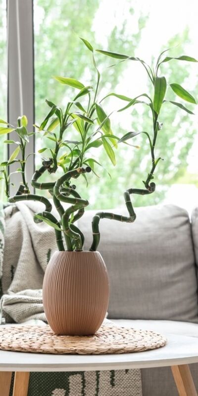 Eve pozitif enerji verecek 10 Vastu bitkisi