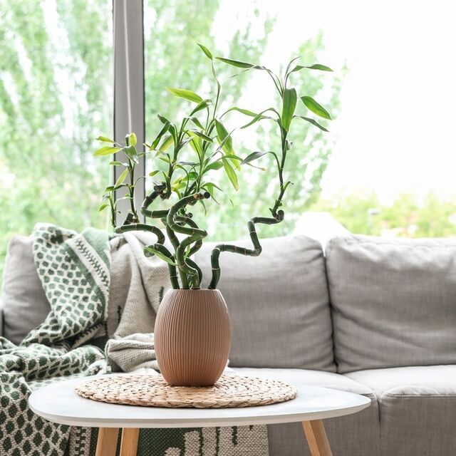 Eve pozitif enerji verecek 10 Vastu bitkisi