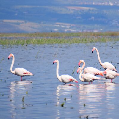 Göçmen kuşlar yıllar sonra Marmara Gölü'nde