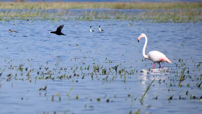  Göçmen kuşlar yıllar sonra Marmara Gölü'nde
