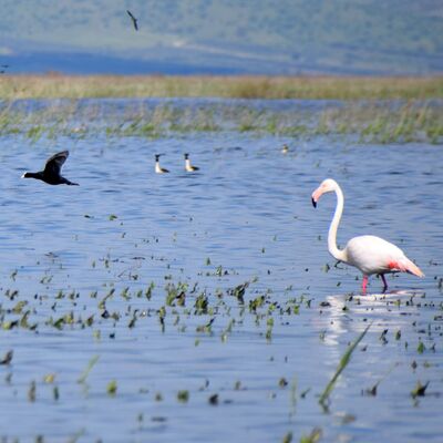 Göçmen kuşlar yıllar sonra Marmara Gölü'nde