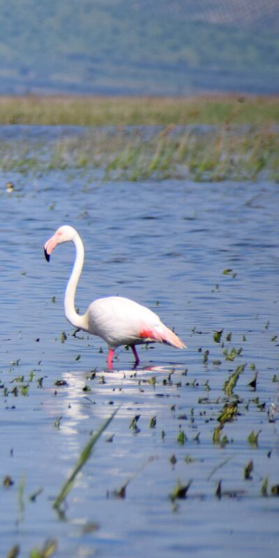 Göçmen kuşlar yıllar sonra Marmara Gölü'nde