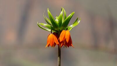 Doğanın nadir güzelliği: Ters laleler