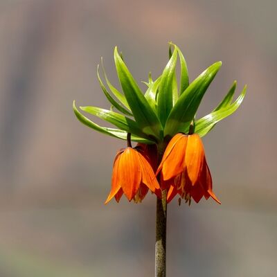 Doğanın nadir güzelliği: Ters laleler